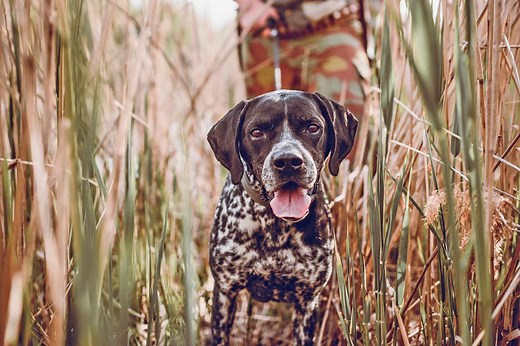15 Bird Dog Breeds That Make Top-Notch Hunters (and Pets!)