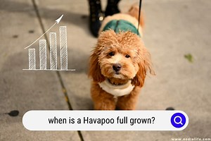 When Is A Havapoo Full Grown? (with Photos) - OodleLife®