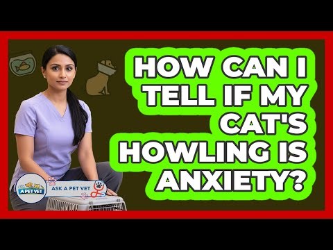 How Can I Tell If My Cat's Howling Is Anxiety?