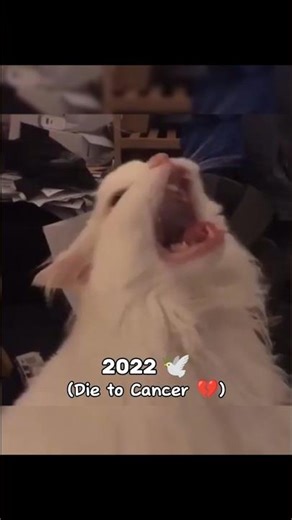 Legendary Cat Memes (Then vs Now) 💔