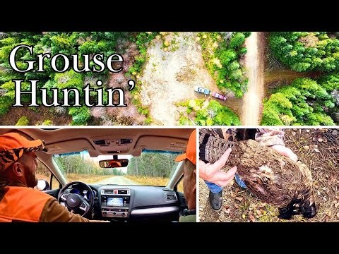 3 Days Chasing Ruffed Grouse in the Northern Maine Woods