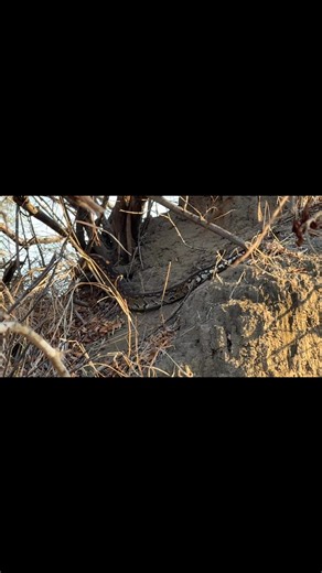 17K views · 343 reactions | Rock python in the African bush kingdom | Travel adventure and tours | Facebook