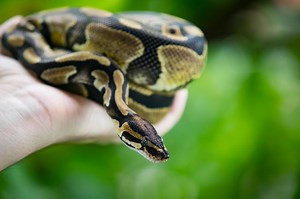 Ball Pythons as Pets: What to Know Before Owning One | LoveToKnow Pets
