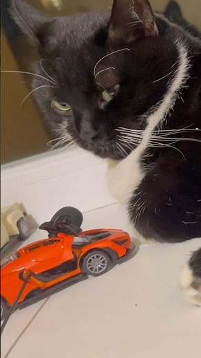 Purring Cat sound for Relaxation. Cat Purr. Cute Cat purring. Cute Cat Cherry purr 02 #catpurring