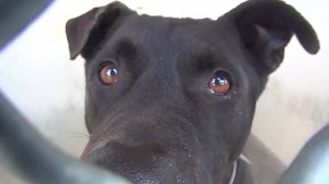 1.1K views · 134 reactions | MAX is so beautiful but in the kennel he...