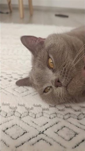 Happy Cat Purring Loudly While Being Loved 😻