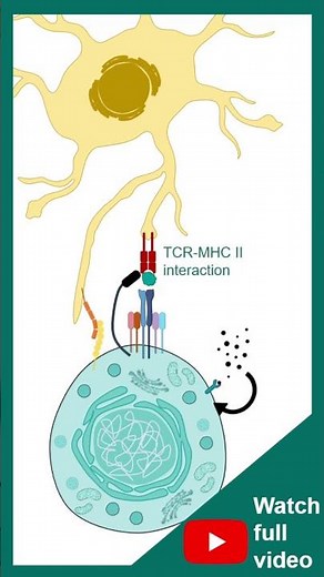 T cell activation explained in 1 minute | immunology in 1 minute