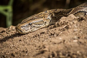 African Rock Python - Facts About the Largest Snake in Africa
