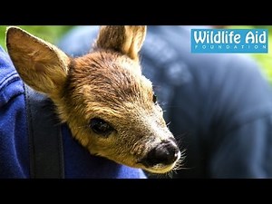 The Baby Deer that didn't need Rescuing!