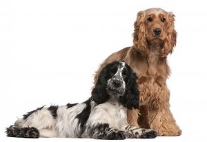 Cocker Spaniel Training Tips: How To Bring Out the Best in Your Dog!