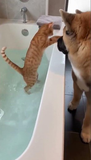 Cat's Bath Surprise Leaves Dog Shocked! #youtubeshorts #cuteanimals #cat