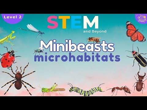 Minibeasts Microhabitats | Science For Kids | STEM Home learning