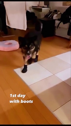 6.1K views · 15 reactions | These boots are made for walking | Everyday Life | Facebook