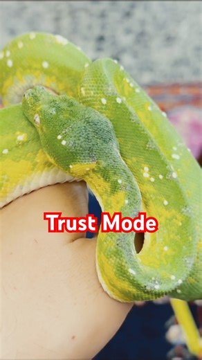 A Green Tree Python This Calm…? #snake #greentreepython