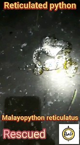 Rescued and released a Reticulated python was done by Gung Adi...