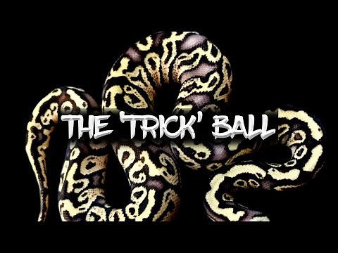 The Potential of the 'Trick' Ball Python
