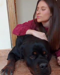 My rottweiler looks scary to Many people, but he’s just Mama’s Big boy 🥰 #Shorts #rottweiler #dogs Credits to @buddy_rottweiler25 | Rottweiler Life