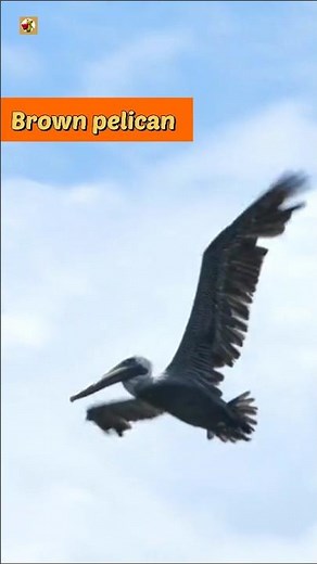 Brown pelican sound | Graceful Flight of a brown pelican