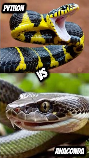 Anaconda vs Python | What’s the Real Difference? #animals