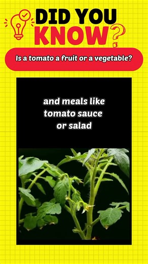 Is Tomato a Fruit or a Vegetable? #shorts #facts #trivia