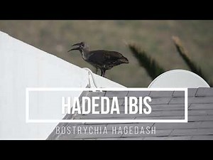 Hadada ibis (Bostrychia hagedash) | Making Africa Heard Sound Library