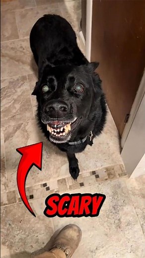 TOP 5 SCARIEST DOGS IN THE WORLD 😱
