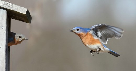Birding for Kids: 21 Bird Watching Activities, Ideas, and Resources