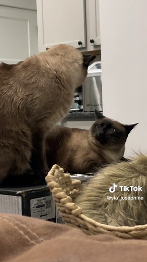 Adorable Siamese Cat Meowing - Zuko the TikTok Star