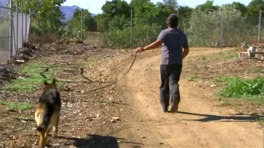 How to stop leash aggression: German shepherd training | Dog Whisperer with Cesar Millan