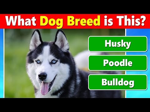 Guess the Dog Breed Quiz 🐶