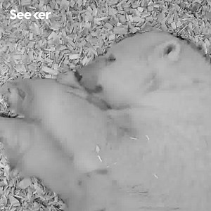 This polar bear cub is blind, deaf, and cuddly. | Seeker by The Verge