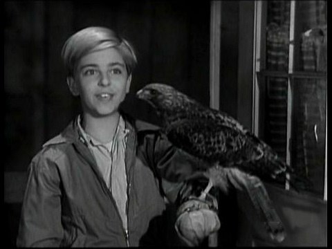 Lassie - Episode #47 - The Hawk" - Season 2, Ep. 21 - January 29th 1956