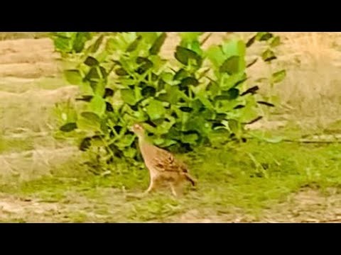 Wild pheasant hunting in the forest with Iranian pheasants
