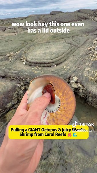 Pulling a GIANT Octopus & Juicy Mantis Shrimp from Coral Reefs 🐙🌊 When the tide drops, the ocean becomes my all-you-can-eat buffet! Today, I'm diving into clear coastal waters - like those off Florida or California - to hunt for hidden seafood treasures. The adventure kicks off with a massive octopus hiding in deep coral cracks, its strong suction fighting my grip as I carefully pull it out. Next, I uncover a huge trochus shell (a marine snail) with a built-in 'lid' and incredibly tender meat,