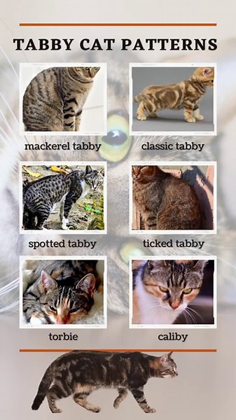 The Most Interesting Tabby Cat Patterns