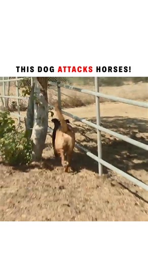 Dogs sometimes attack each other but other animals?! This is a behavior that needs to stopped! Watch to see why this dog is attacking horses and how we resolve this issue. #dogtraining #dogsofinstagram #dogtips | Cesar Millan