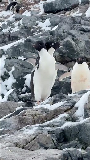 The Adélie penguins truly captivated me.