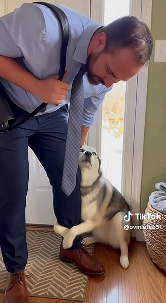 My husky was abandoned by its previous owner, which makes it very insecure. Every time I go out, it feels like I'm going to abandon it. It doesn't want me to leave.#husky #dog #petanxiety #dogbehavior #dogswithanxiety