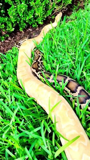 Handling a Giant Burmese Python | Up Close with One of the World's Largest Snakes!