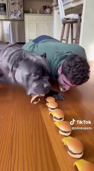 He got ONE burger… Dog went PAC-MAN and wiped the whole line in 2 seconds 💀😂 #d#dogf#funnydogp#petvideosb#burgerfyp