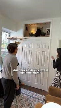 These Cats Have Their Own Loft in NYC | The Dodo