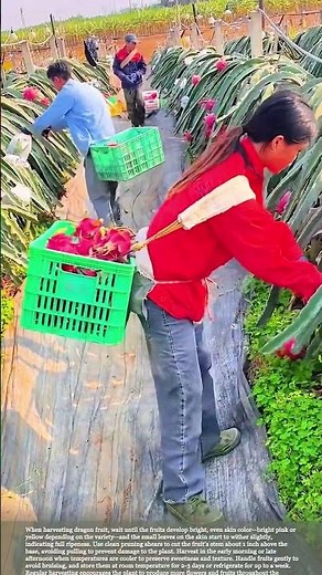 How to Harvest Dragon Fruit for Peak Ripeness and Flavor #smartfarming #gardeningtips #farmtips