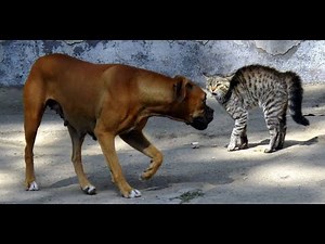 Cat Fight Dogs | Part 3