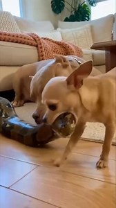 892K views · 18K reactions | Chihuahua Grabs a Python and Scares Bulldog Bad! 藍 A creative AI-crafted Video For Entertainment! Every scene is digitally created using detailed prompts, timing, and imagination — no real animals or people involved. Made with human effort for pure fun, laughs, and storytelling entertainment.  No reuploads. #CreativeAI #AIvideo #AImagi #AIanimals #AIfun #AIreel #AIfunny | The Giggles and Wag Show | Facebook