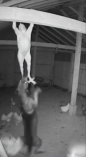 CCTV Captures Creepy Creature on Shed Roof… Dog Attacks to Save Farm! 😱🐕🔥
