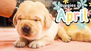 125K views · 6.9K reactions | April's Best Puppy Videos!! | Life With Labradors | Facebook