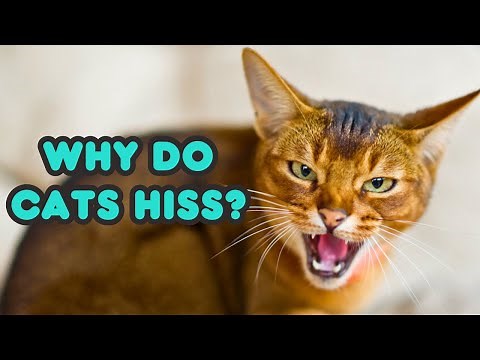Why Do Cats Hiss? 4 Reasons Why Cats Hiss | Cat Hissing Explained