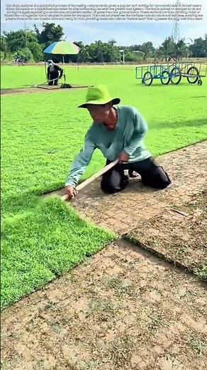 Harvesting Turf: The Art of Slicing Sod