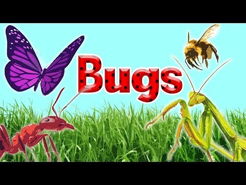 10 Interesting Insects || Insects for Kids || Bugs for Kids