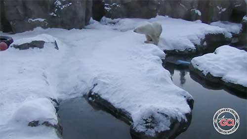 Polar Bear, Alaska Zoo